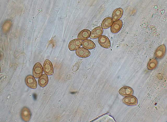 Galerina spec. Cod.:1247-07
